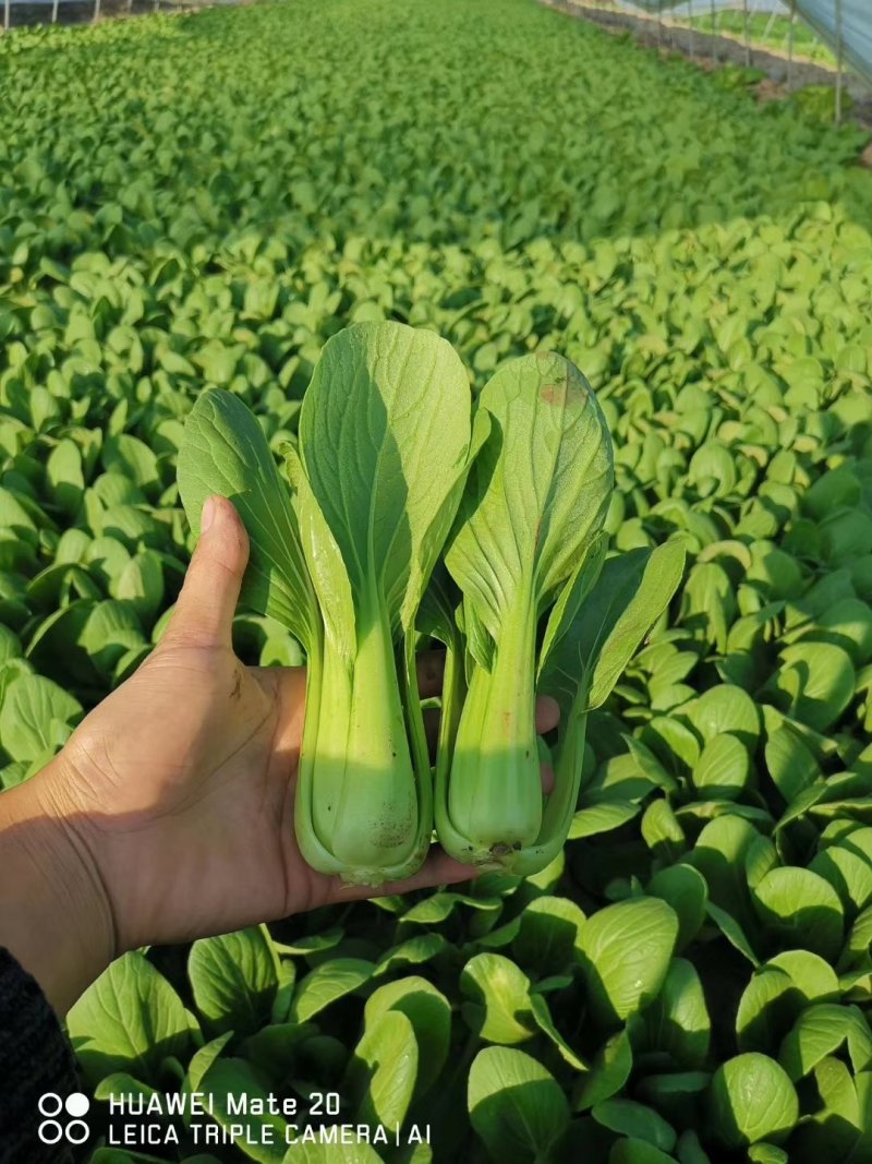 【热销】（坏菜包赔）精品小青菜油菜产地直销