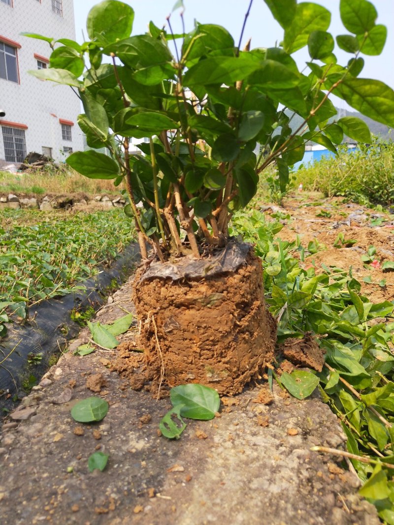 横县茉莉花苗窝苗茉莉花盆栽基地直发保质保量