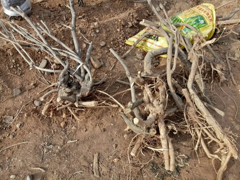 ：野生紫藤、自然美、无人工干扰大小都有价格底。