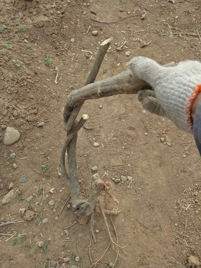 ：野生紫藤、自然美、无人工干扰大小都有价格底。