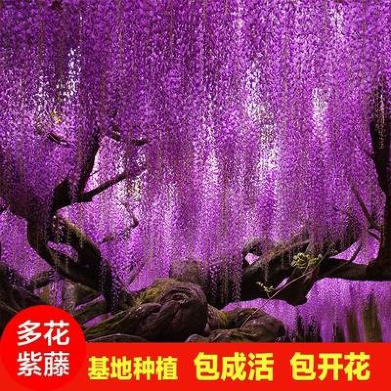 紫藤苗多花紫藤苗批发大小规格都有量大优惠