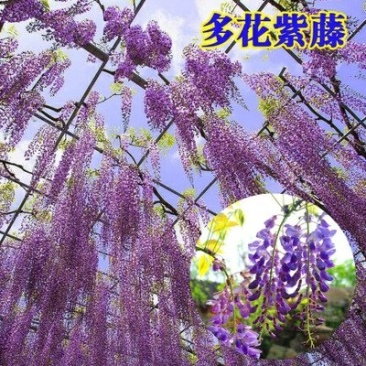 紫藤苗多花紫藤苗批发大小规格都有量大优惠