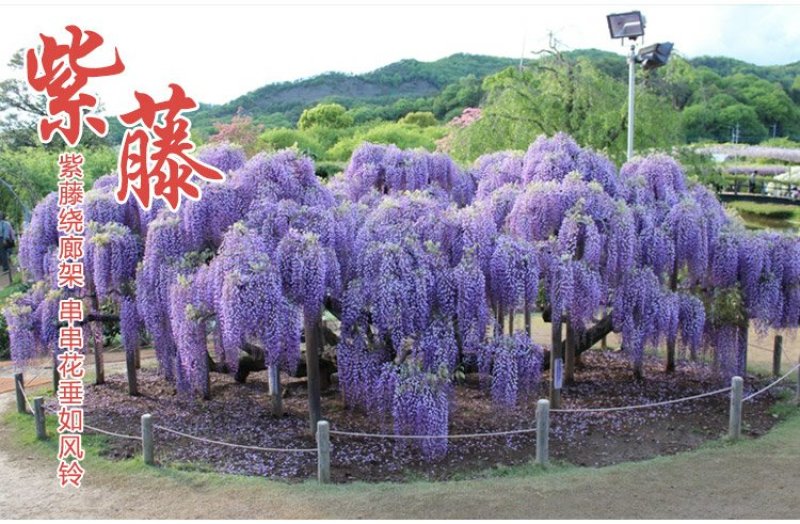 紫藤苗多花紫藤苗批发大小规格都有量大优惠