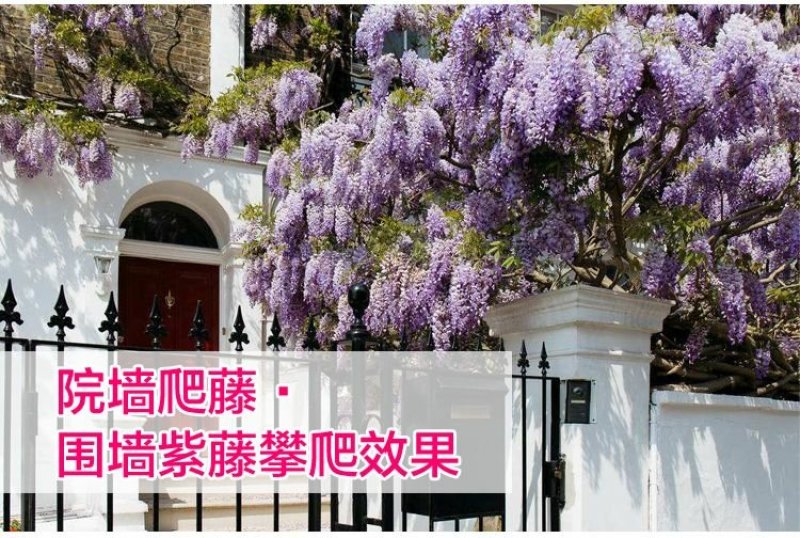 紫藤苗多花紫藤苗批发大小规格都有量大优惠