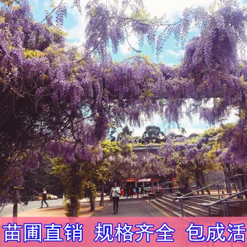 紫藤苗多花紫藤苗批发大小规格都有量大优惠