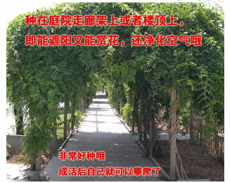 紫藤苗多花紫藤苗批发大小规格都有量大优惠