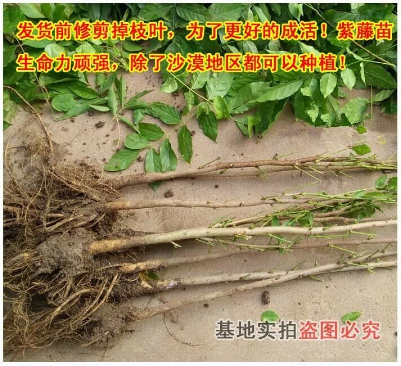 紫藤苗多花紫藤苗批发大小规格都有量大优惠