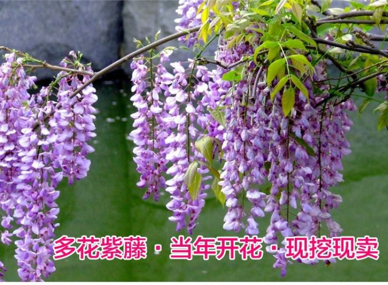 紫藤苗多花紫藤苗批发大小规格都有量大优惠