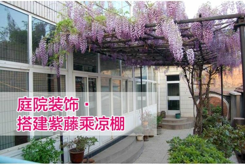 紫藤苗多花紫藤苗批发大小规格都有量大优惠
