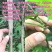 紫藤苗多花紫藤苗批发大小规格都有量大优惠