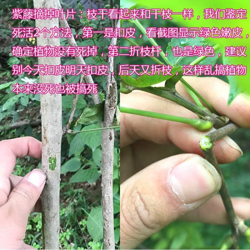 紫藤苗多花紫藤苗批发大小规格都有量大优惠