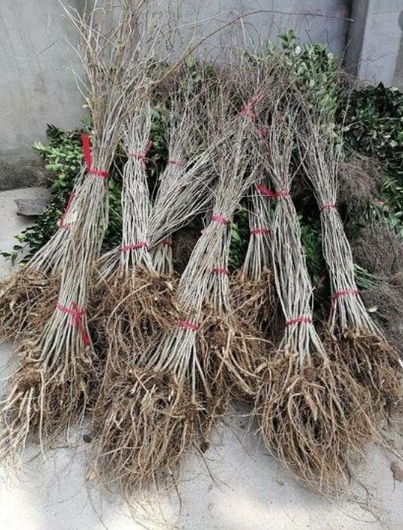 紫藤苗多花紫藤苗批发大小规格都有量大优惠