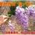 紫藤苗多花紫藤苗批发大小规格都有量大优惠