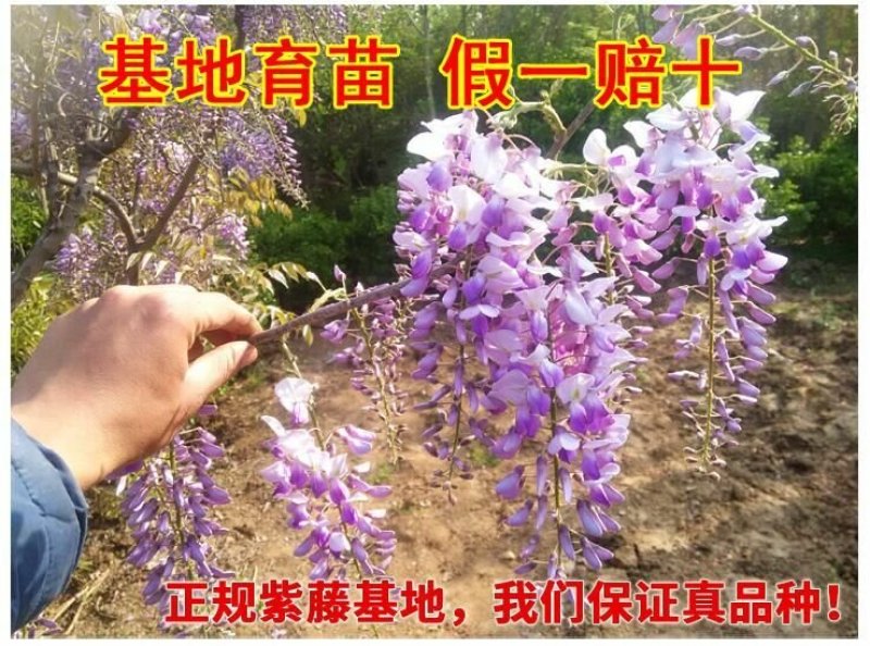 紫藤苗多花紫藤苗批发大小规格都有量大优惠