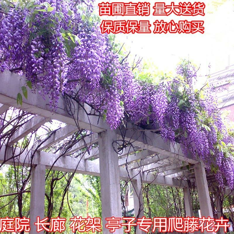 紫藤苗多花紫藤苗批发大小规格都有量大优惠