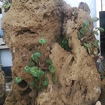 上水石