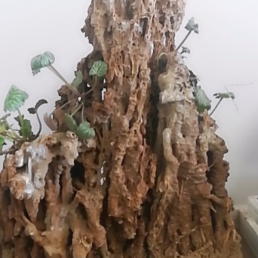 上水石