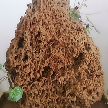 上水石