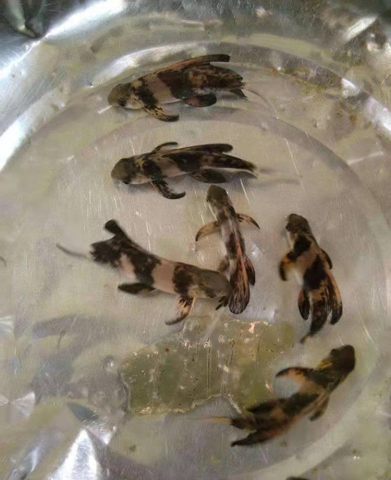 各种鱼苗出售