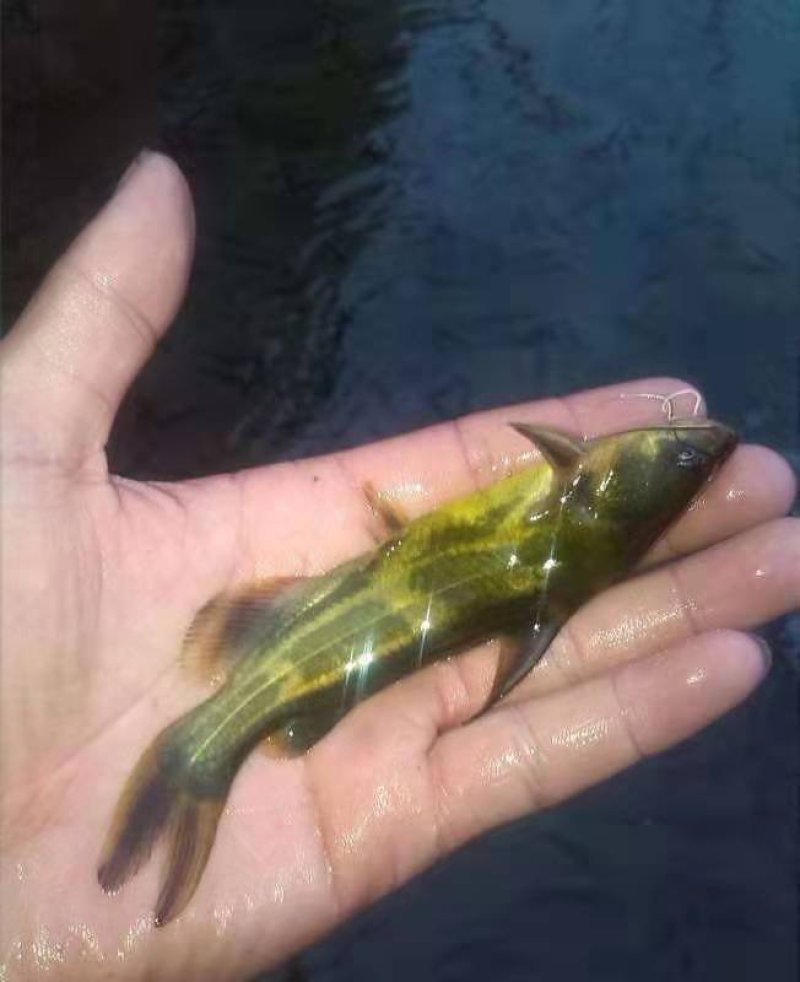 各种鱼苗出售