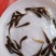 青鱼苗，四大家鱼，各种鱼苗垂钓成品鱼垂钓