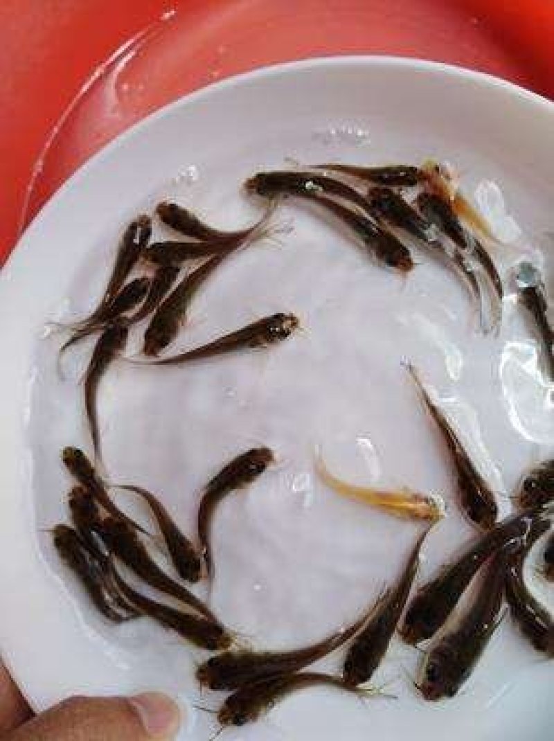 青鱼苗，四大家鱼，各种鱼苗垂钓成品鱼垂钓