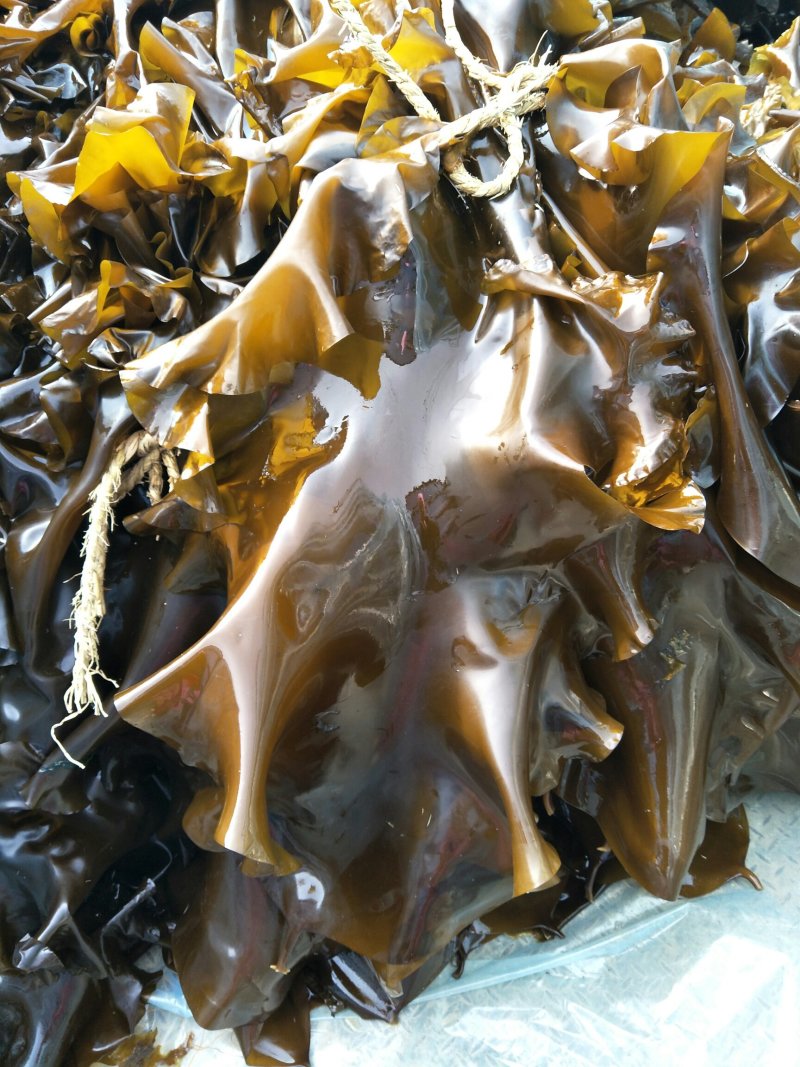 新鲜海带，质量上乘