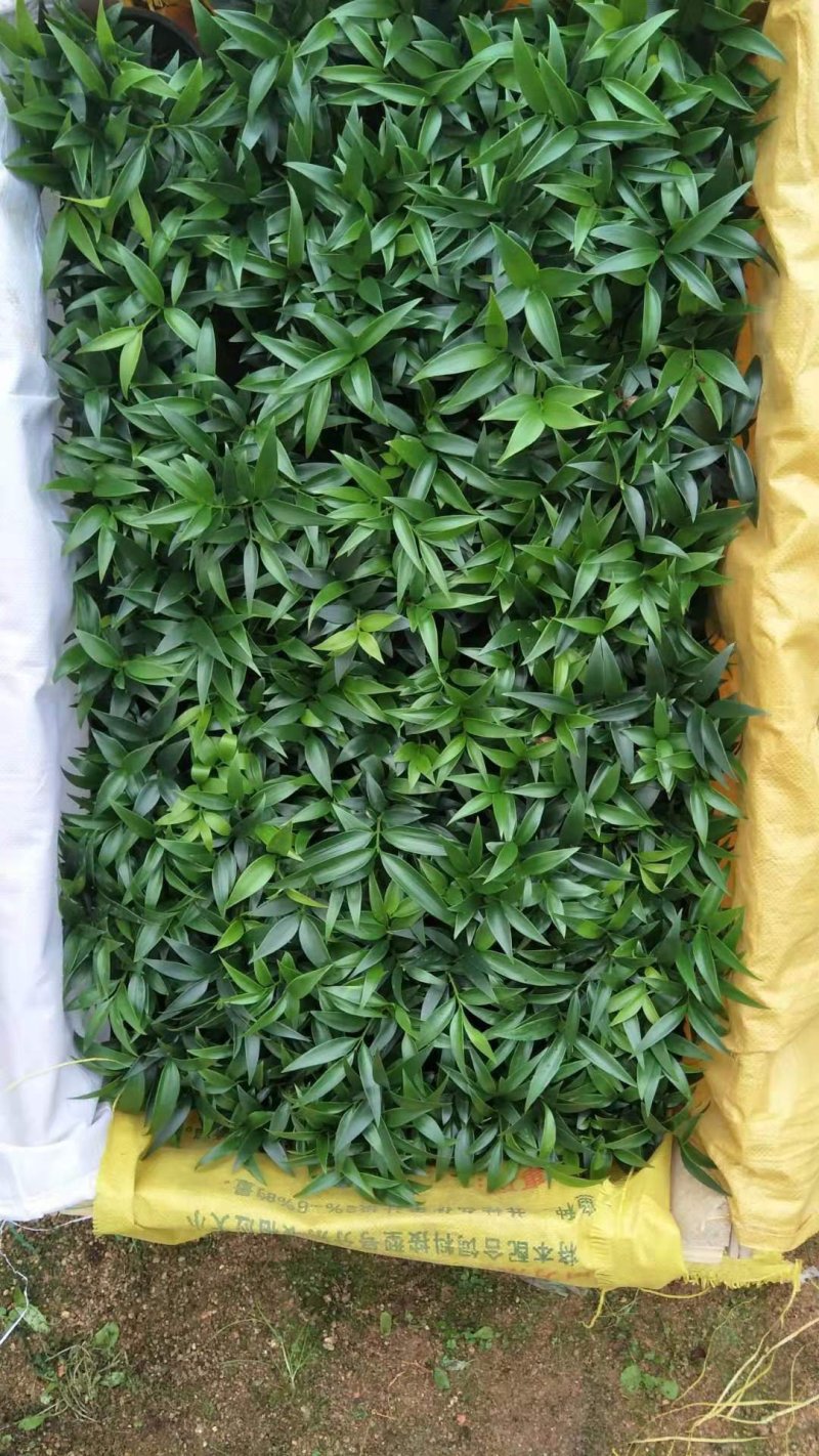 精品红杯小竹柏，基地自产自销