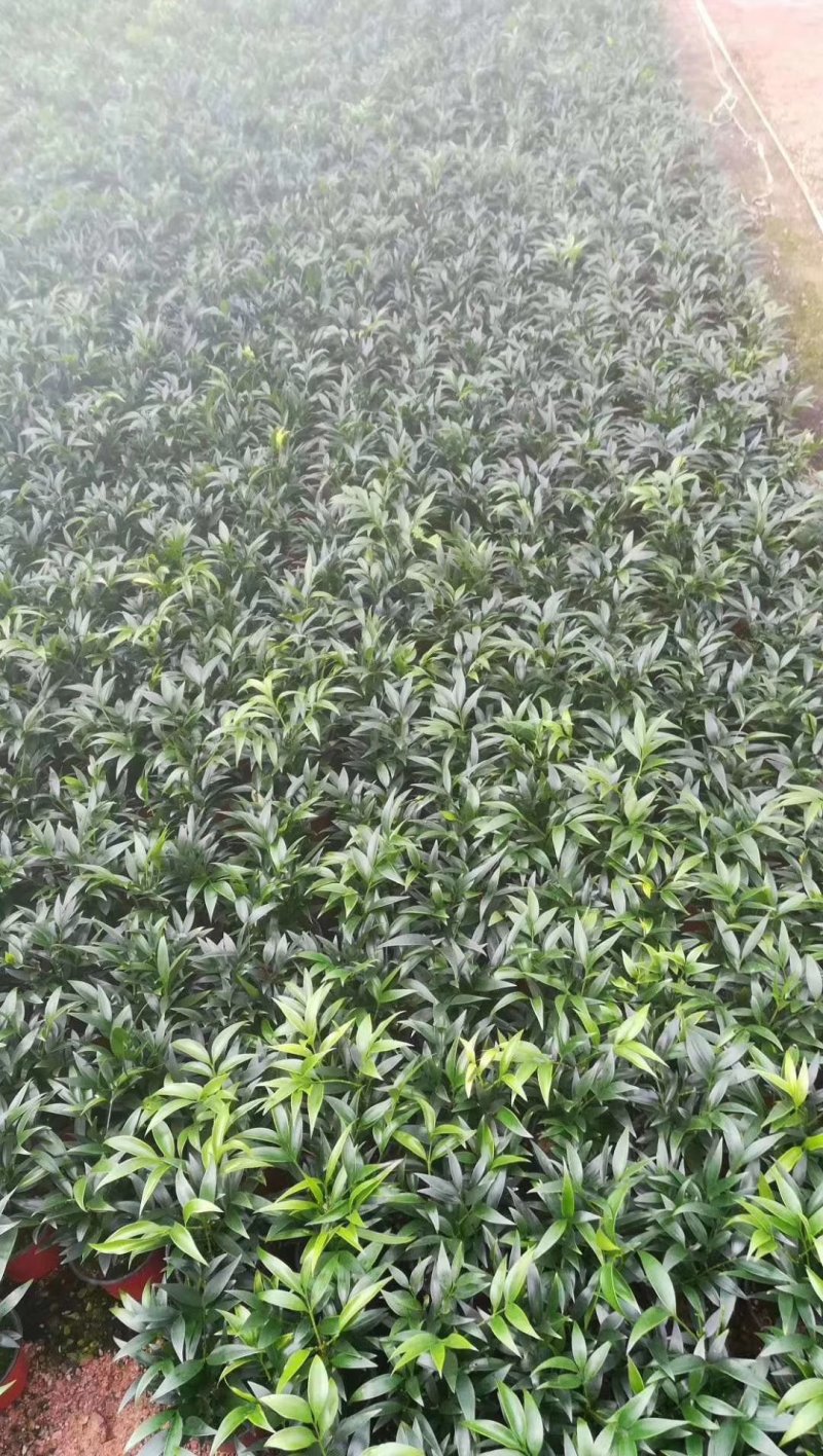 精品红杯小竹柏，基地自产自销