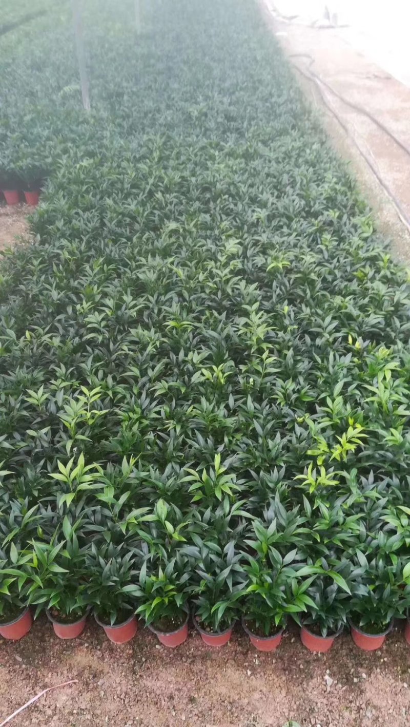 精品红杯小竹柏，基地自产自销