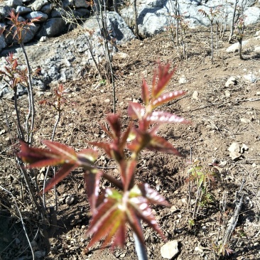 沂蒙山香椿芽欢迎采购商合作共赢