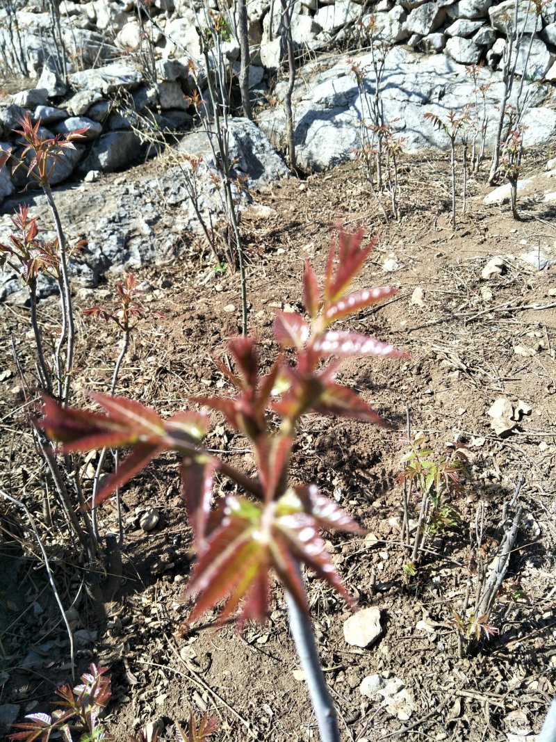 沂蒙山香椿芽欢迎采购商合作共赢