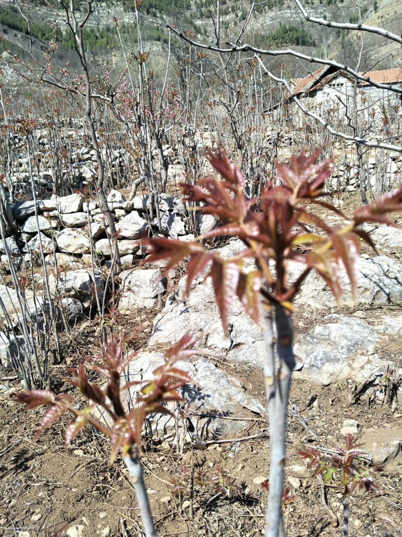 沂蒙山香椿芽欢迎采购商合作共赢