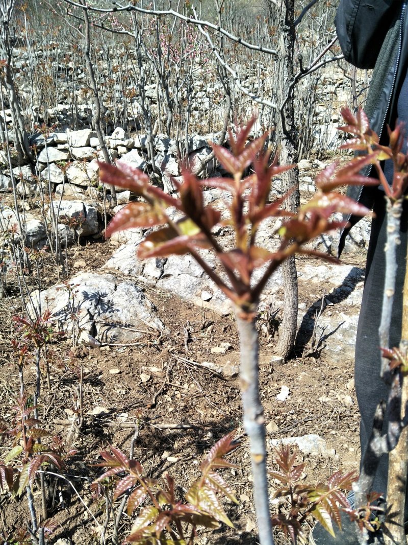 沂蒙山香椿芽欢迎采购商合作共赢