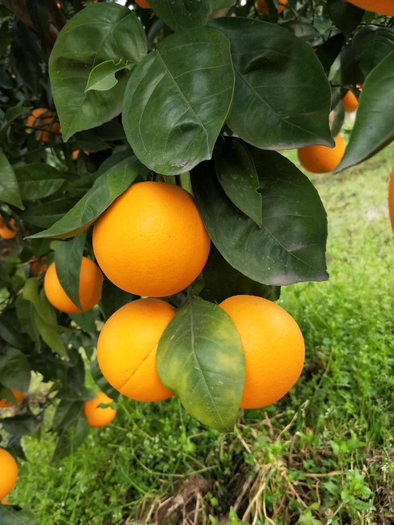 夏橙秭归夏橙橙子酸甜可口产地一手货源欢迎电商平台商超对接