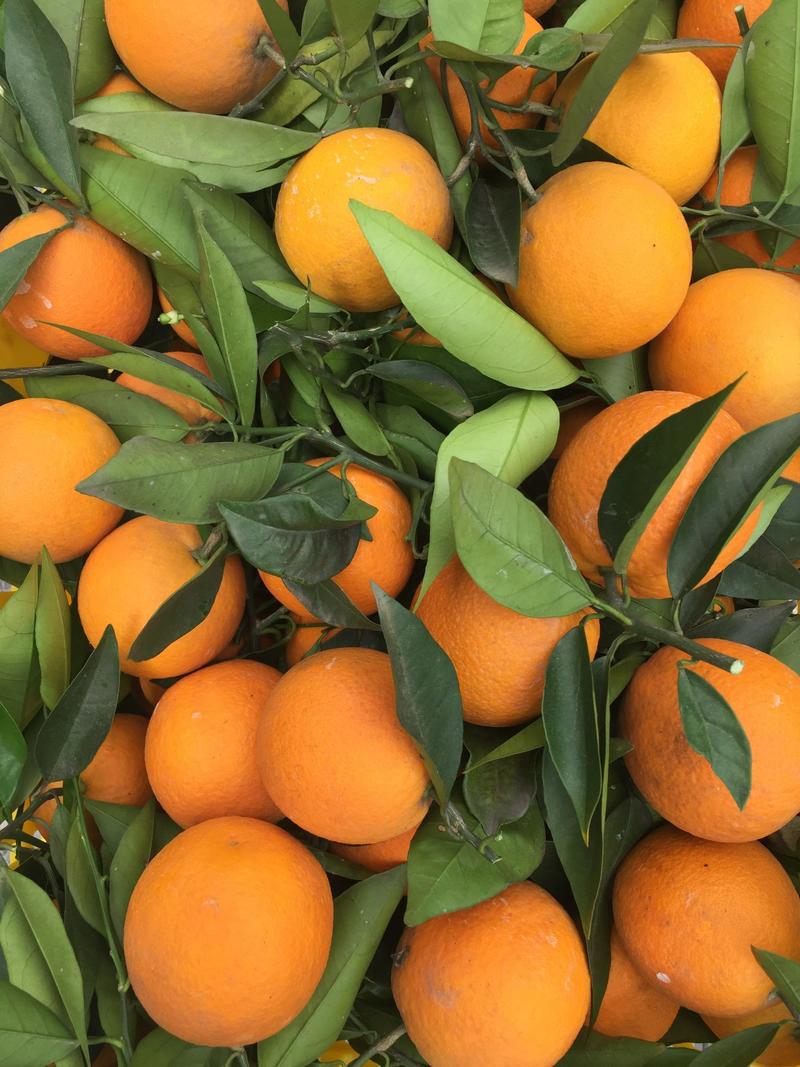 夏橙秭归夏橙橙子酸甜可口产地一手货源欢迎电商平台商超对接