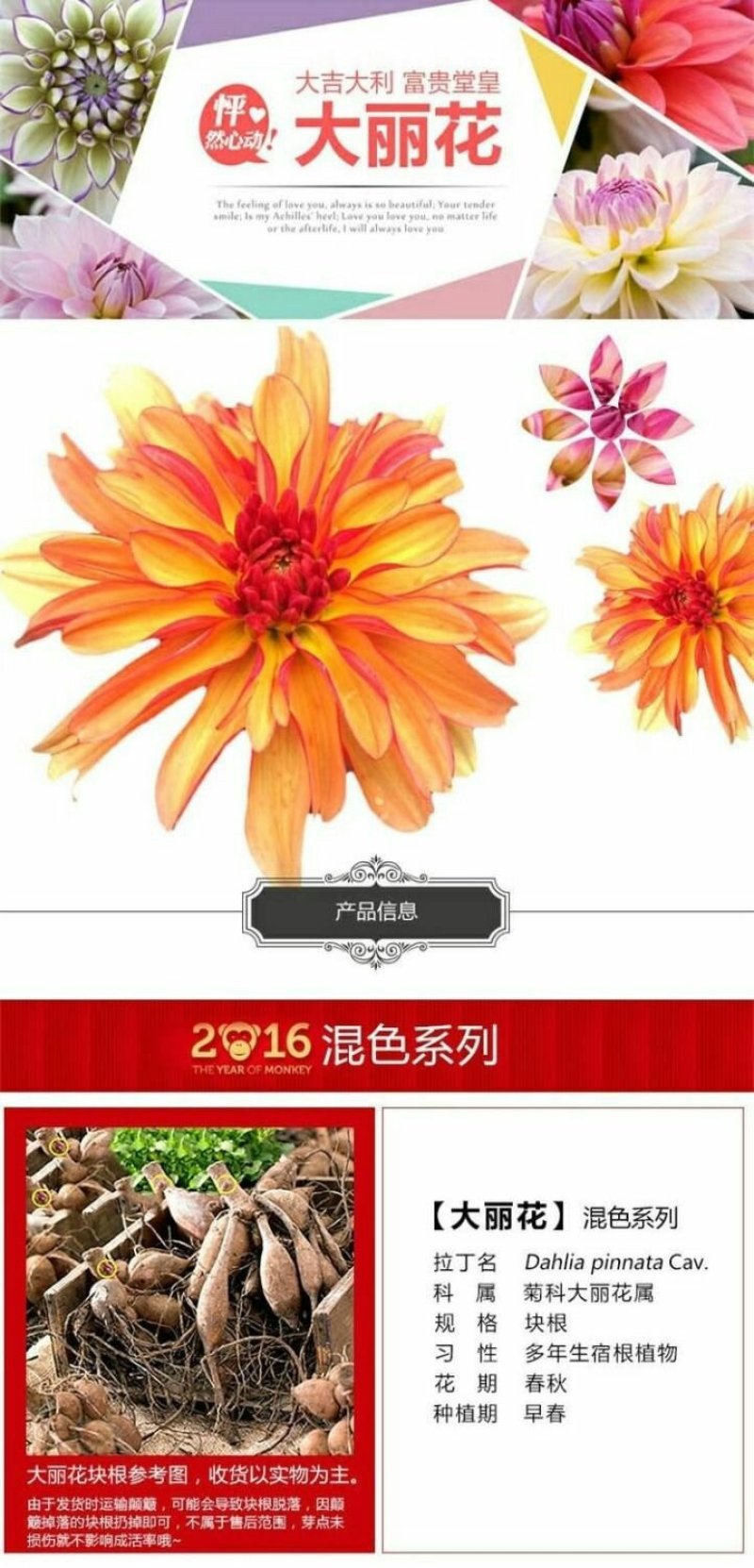 进口大丽花种球大丽菊苗地瓜花种子球根花卉庭院种植盆栽带花