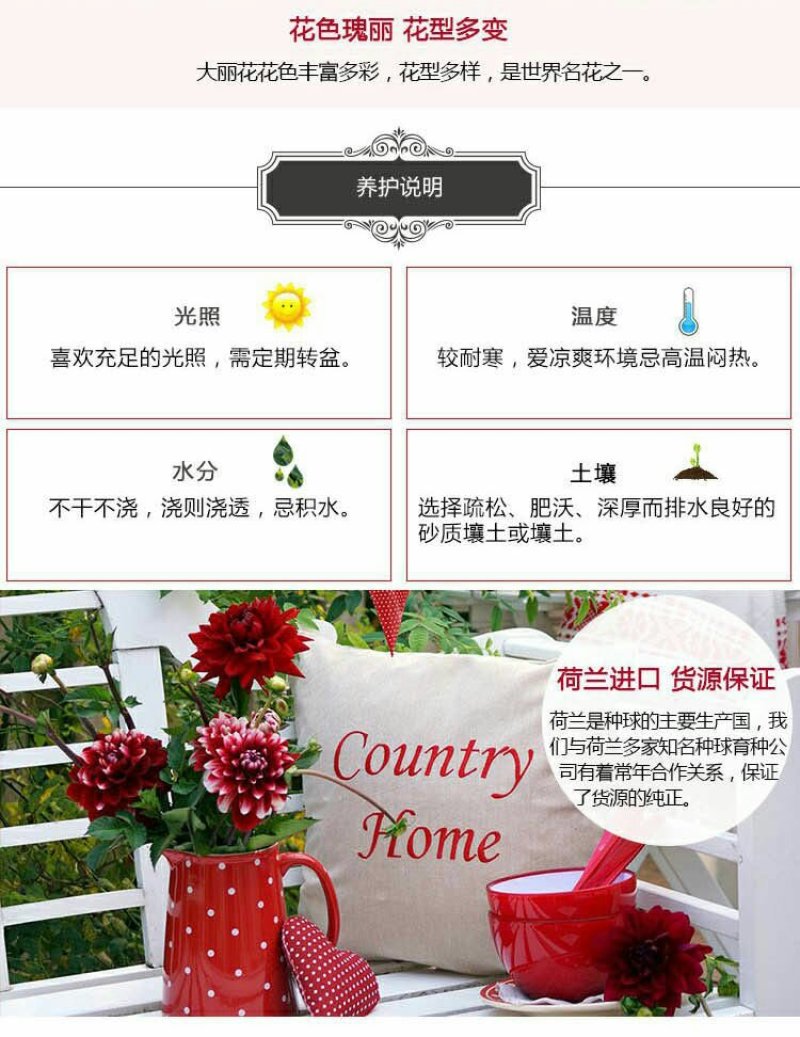 进口大丽花种球大丽菊苗地瓜花种子球根花卉庭院种植盆栽带花