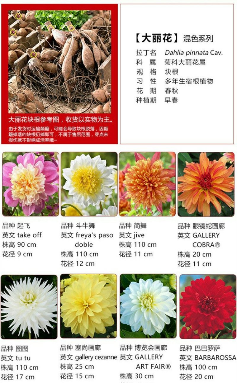 进口大丽花种球大丽菊苗地瓜花种子球根花卉庭院种植盆栽带花