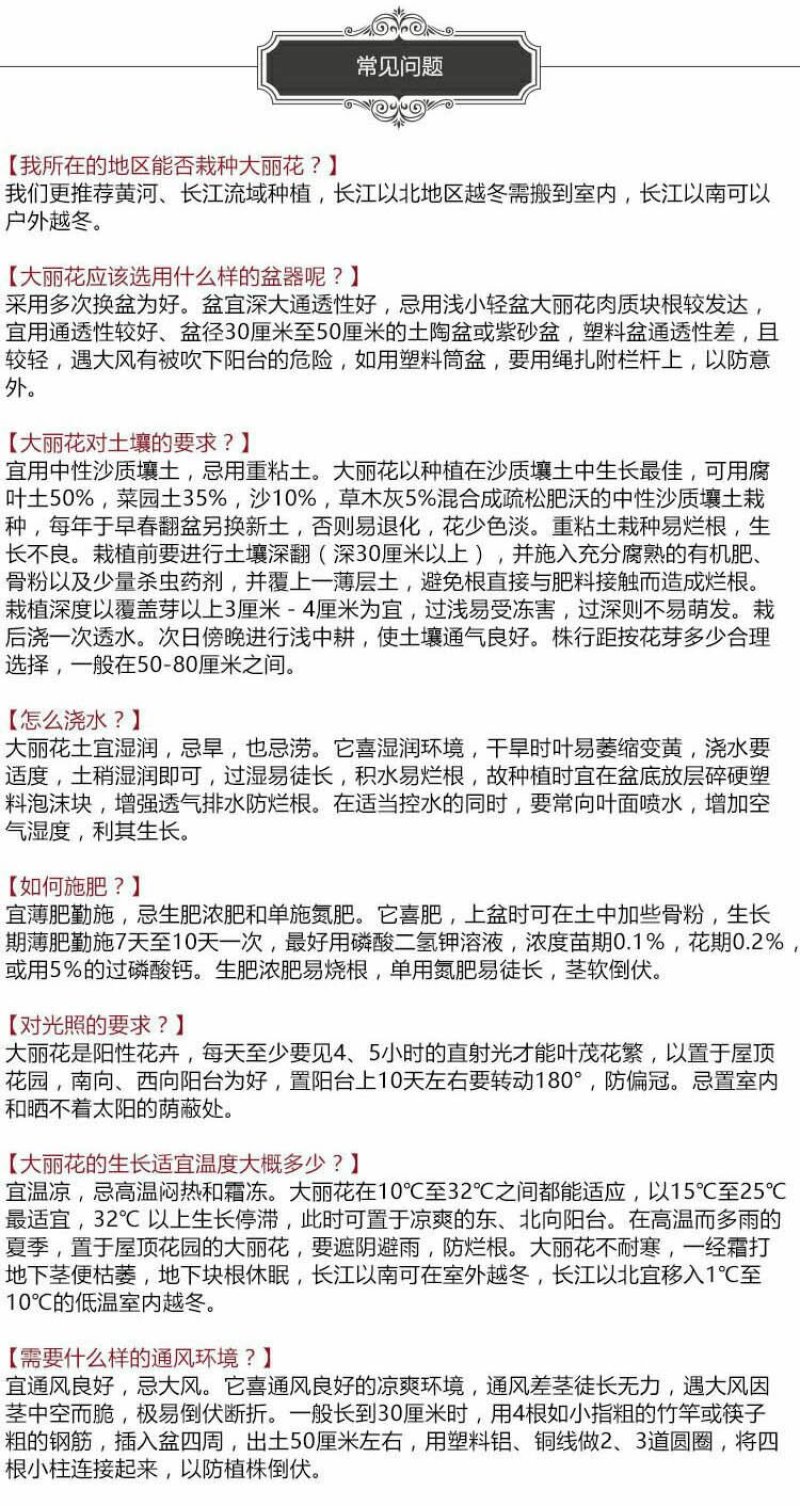 进口大丽花种球大丽菊苗地瓜花种子球根花卉庭院种植盆栽带花
