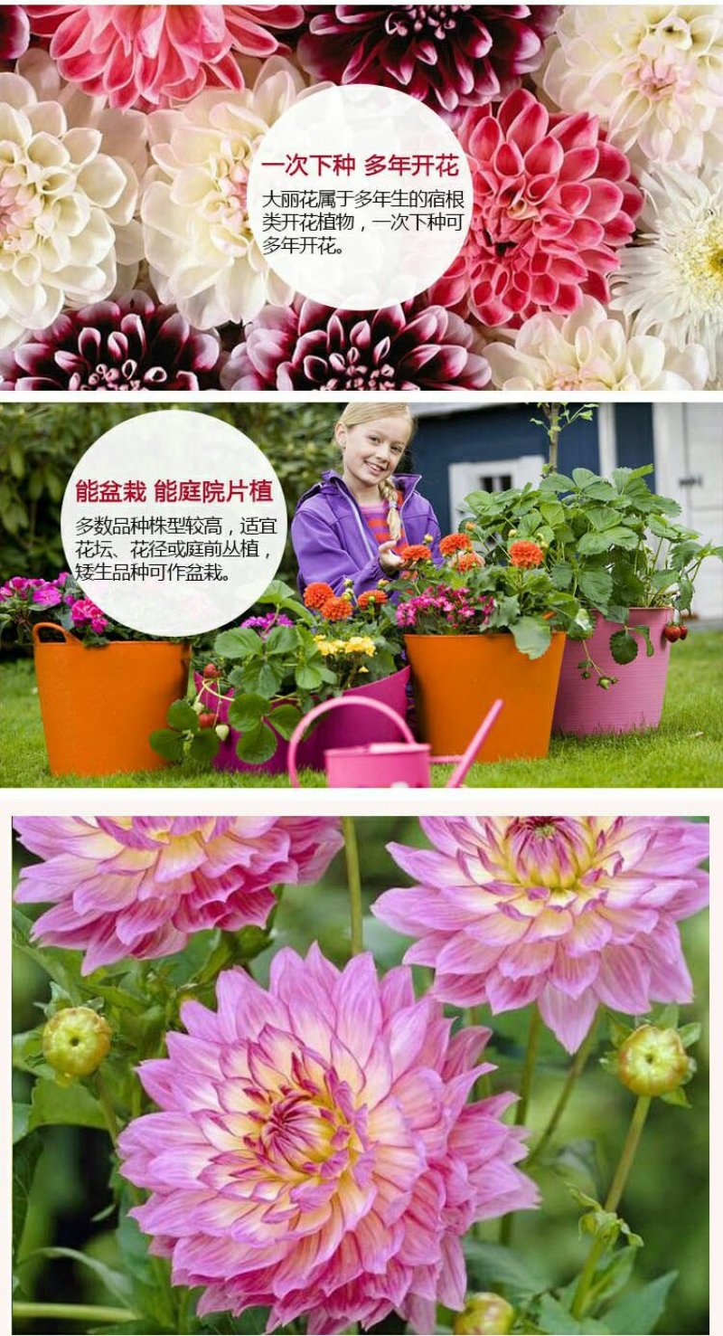 进口大丽花种球大丽菊苗地瓜花种子球根花卉庭院种植盆栽带花