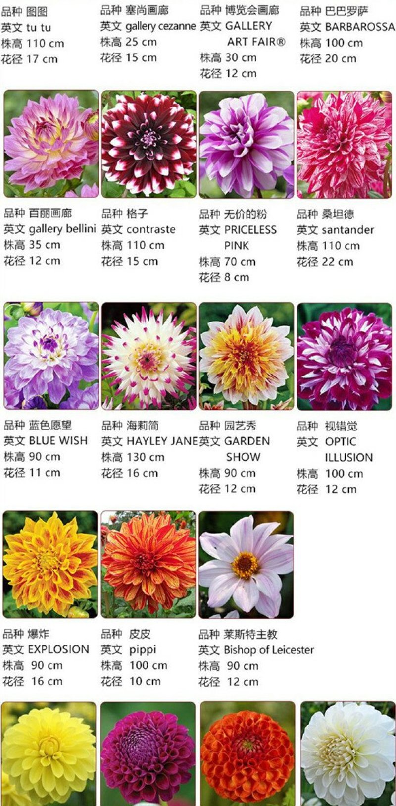 进口大丽花种球大丽菊苗地瓜花种子球根花卉庭院种植盆栽带花