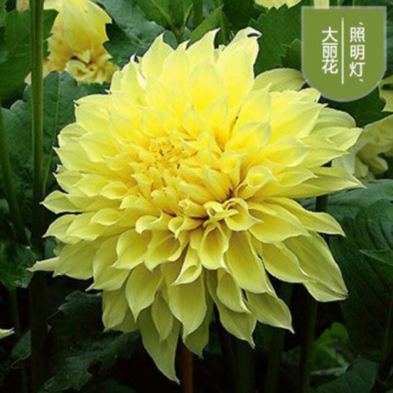 进口大丽花种球大丽菊苗地瓜花种子球根花卉庭院种植盆栽带花