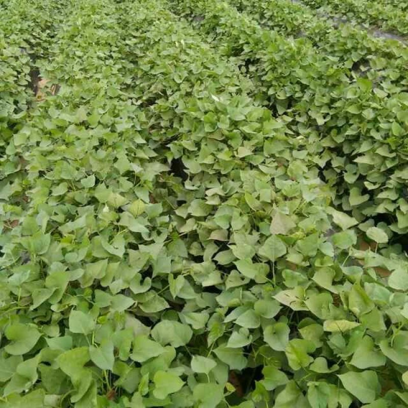 商薯19，白哈蜜，红杳红薯苗子