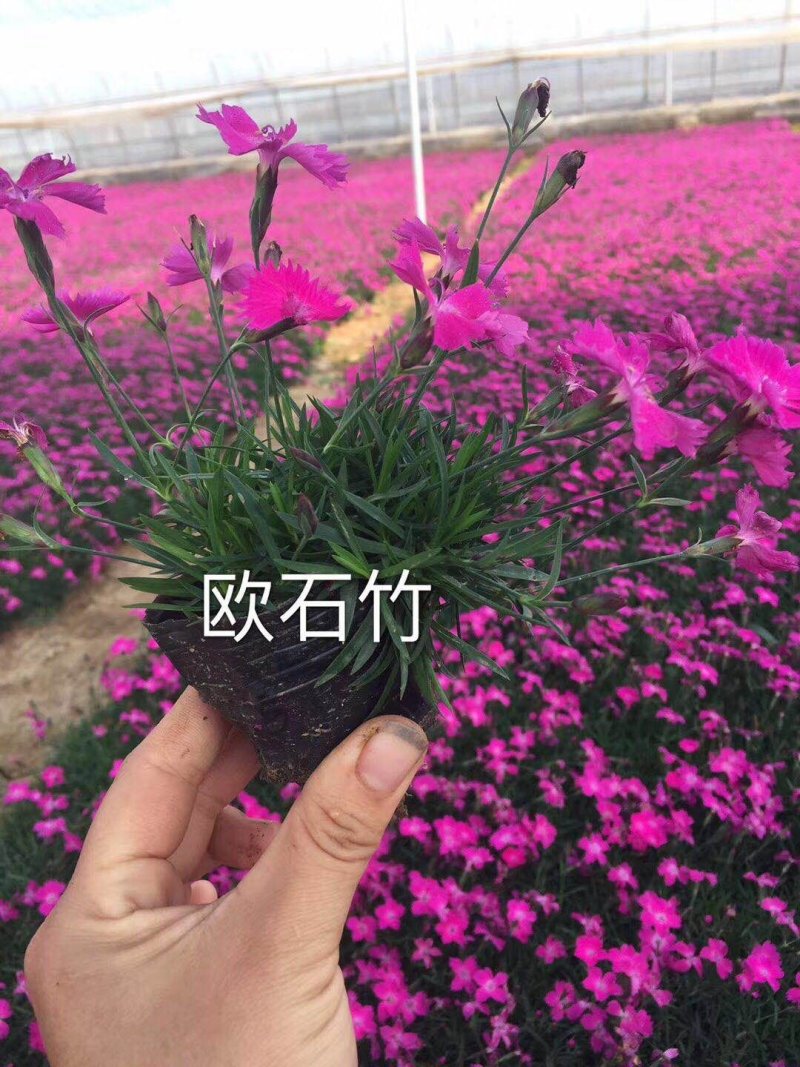 欧石竹（穴盘苗，杯苗，双色盆苗常年供应）支持线上交易