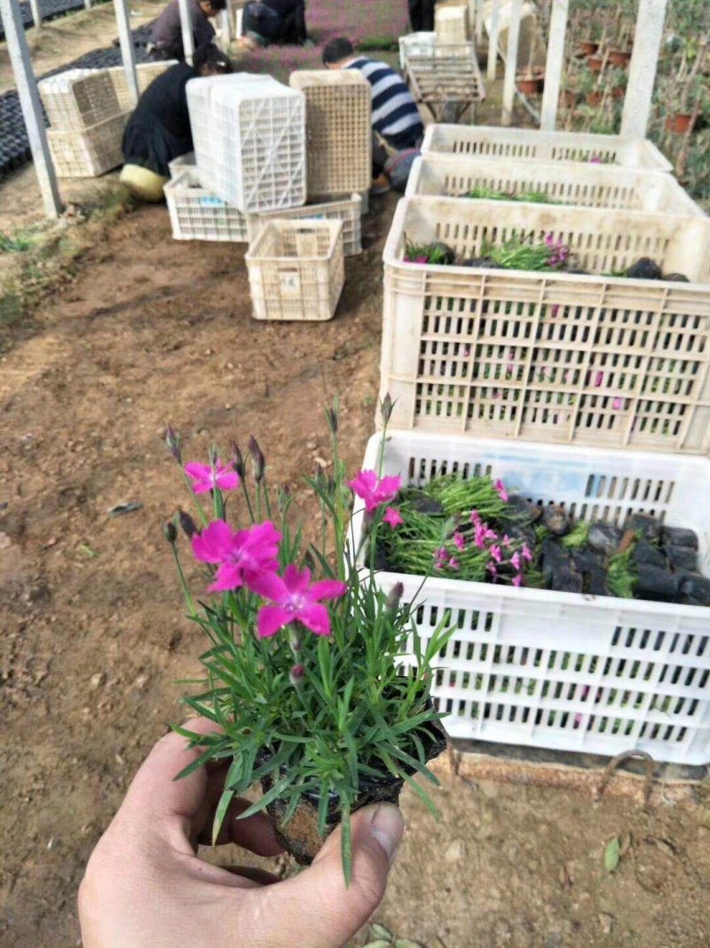 欧石竹（穴盘苗，杯苗，双色盆苗常年供应）支持线上交易