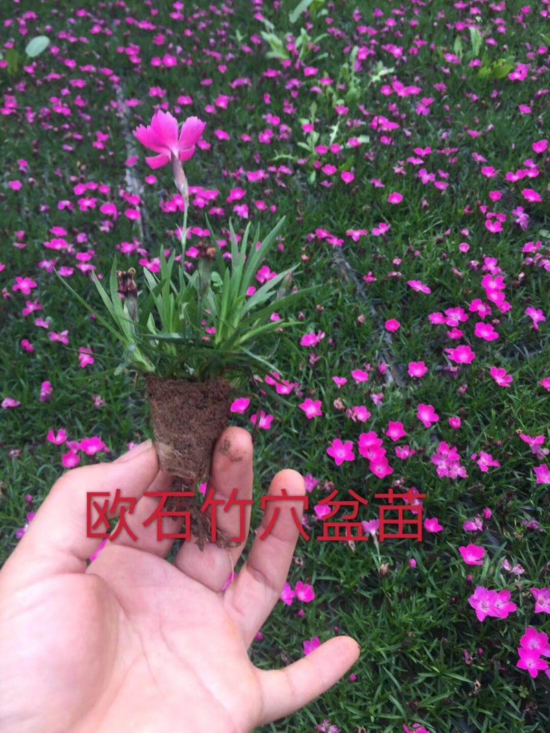欧石竹（穴盘苗，杯苗，双色盆苗常年供应）支持线上交易