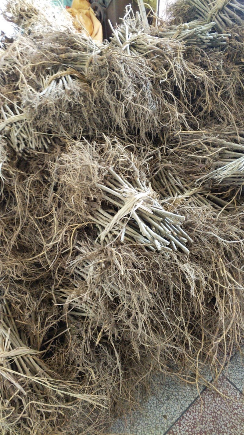 无籽大十果桑苗现已大量出售（基地直销现挖发货）