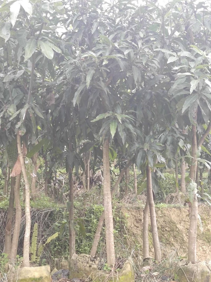 芒果树