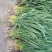 大量蒜苗供应